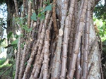 13974IMG_4271.JPG