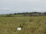 12162GT159_1yrFallow_g_corn_dead_tree_in_background.JPG