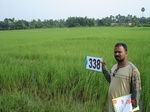 75210338d-rainfed-agriculture-rice.jpg