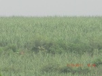 33097CIMG2332.JPG