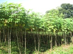 13951IMG_4242.JPG