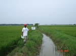 133480377d-irrigated-canal-rice.gif