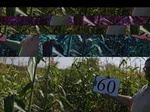 11583060-Irrigated (Surface water) maize-b.jpg