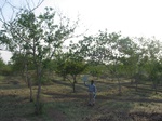 9377gt066a-agroforests-neem.gif