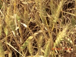 29691CIMG0982.JPG