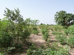 19133P1000978.JPG