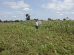 12207GT031_Guinee_Corn.JPG