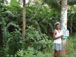 132960363b-irrigated-supplemental-plantation-banana-dominant-coconut.gif
