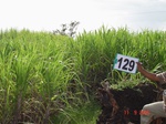 61150129a-irrigated-supplemental-river-water-sugarcane.jpg