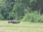 1057373-croplant-rice-under-preparation-traditional-b.gif