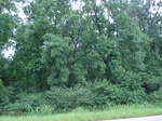 32337p71_s.jpg
