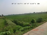 53860earlyrice_6.gps.jpg