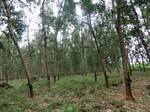 52976CIMG4028_调整大小.JPG