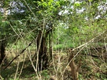 46564CIMG0853.JPG
