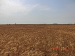 29362CIMG0592.JPG