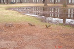 9625THA102.JPG