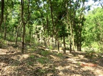 53276CIMG6530.JPG