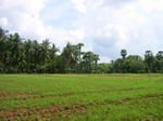 54204115.jpg