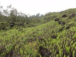 46753DSC02090.JPG