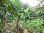45285CIMG2370.JPG