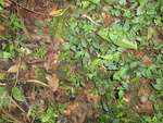 46730DSC02066.JPG