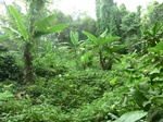 44996CIMG2181.JPG