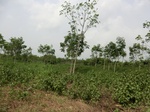 50668CIMG1297.JPG