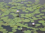 14282IMG_4622.JPG