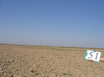8072051-Irrigated (Surface water) winter wheat-a.jpg