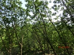 53287CIMG6555.JPG