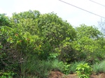 545711052008(22).JPG