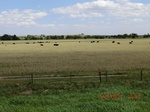 29960CIMG0523.JPG