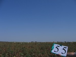 10275055-Irrigated (Surface water) cotton-a.jpg