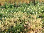 2012-08-30_11-29-20_CIMG0069.JPG