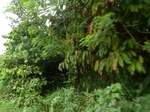 54973Berau (267).JPG