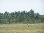 17564100_2500.JPG