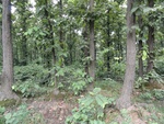 21975DSC00081.JPG
