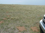 29286WOOD20110510W.JPG