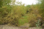 27436DSC_7163.JPG
