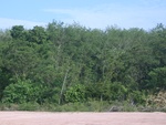 33705RIMG0323.JPG