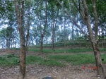 52698CIMG4219_调整大小.JPG