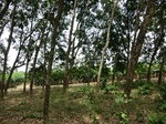 44019CIMG1204.JPG
