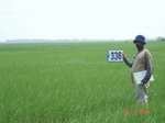 132110336b-irrigated-canal-rice.gif