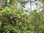 51016CIMG4192.JPG