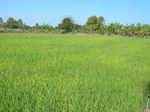 1799820091203_gt01a_Agriculture_Rice_Irrigated_Triple_Continous.JPG