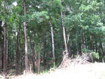 15976IMG_4529.JPG