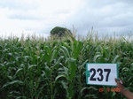 128430237a-irrigated-supplemental-sugarcane-dominant-maize.gif