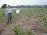 12319GT216_mais_in_imperata_area.JPG