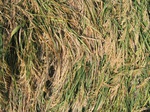 8162vp-048-Irrigated (Surface water) rice-a.jpg