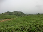 51253CIMG2940.JPG